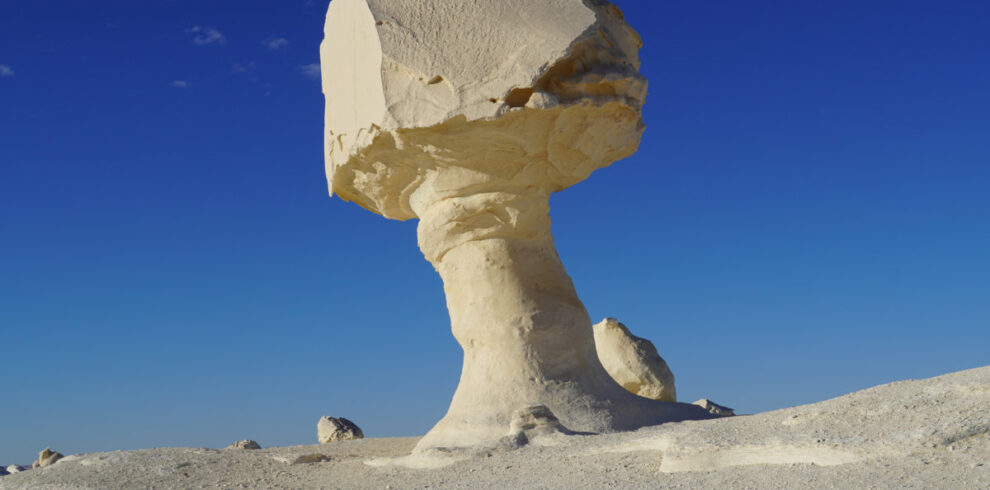 20250126-White-Desert-Mushroom-chicken-DSC07419-WP